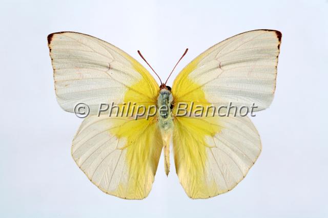 catopsilia pomona.JPG - Catopsilia pomonaCommon Emigrant or Lemmon EmigrantLepidoptera, PieridaeIndonésie